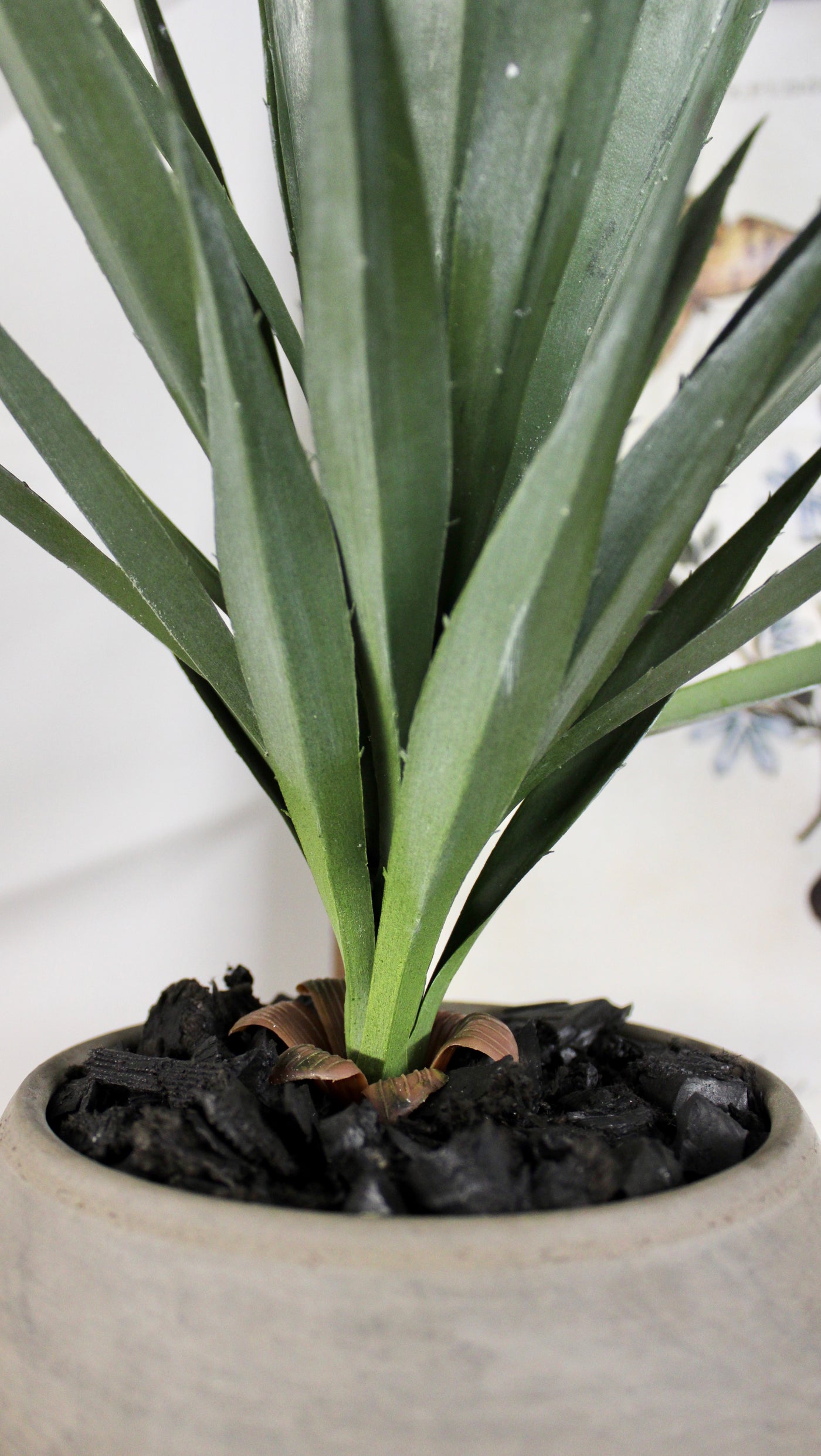 Potted Yucca Plant