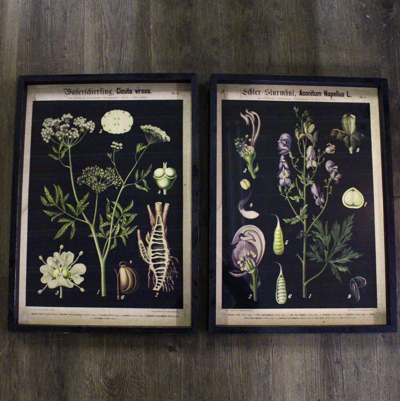 Framed Botanical Prints