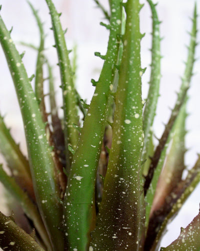 Razor Aloe Succulent