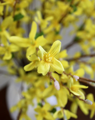 Forsythia Bush