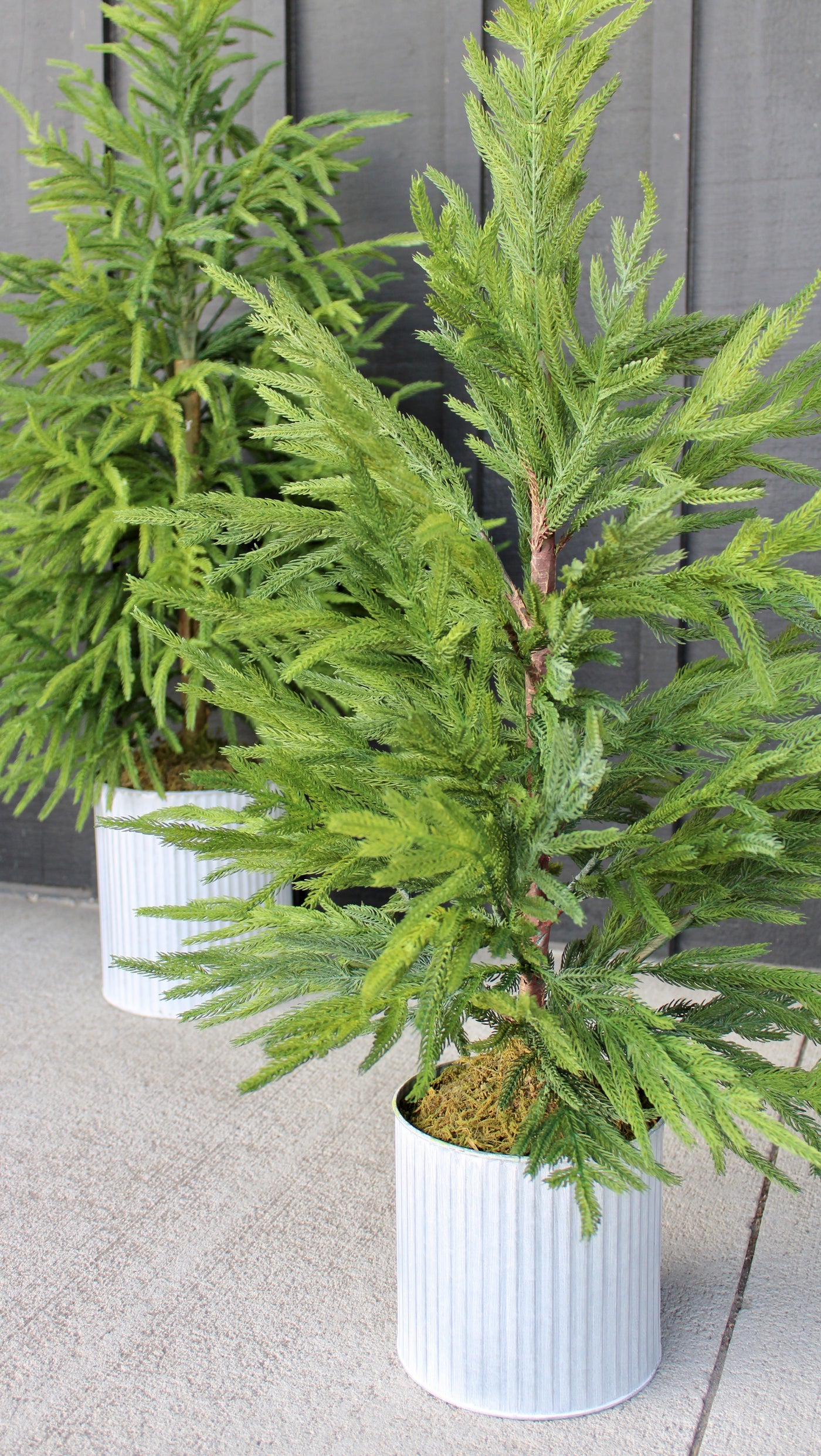 36” Potted Norfolk Pine Tree