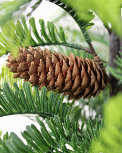 Potted Balsam Fir Trees