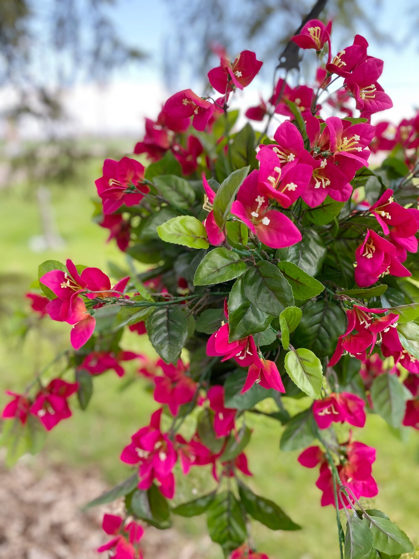 Raspberry Bouganvilla Hanging Basket