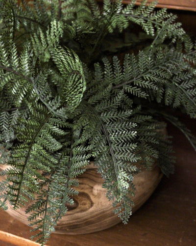 Potted Creeping Lace Fern