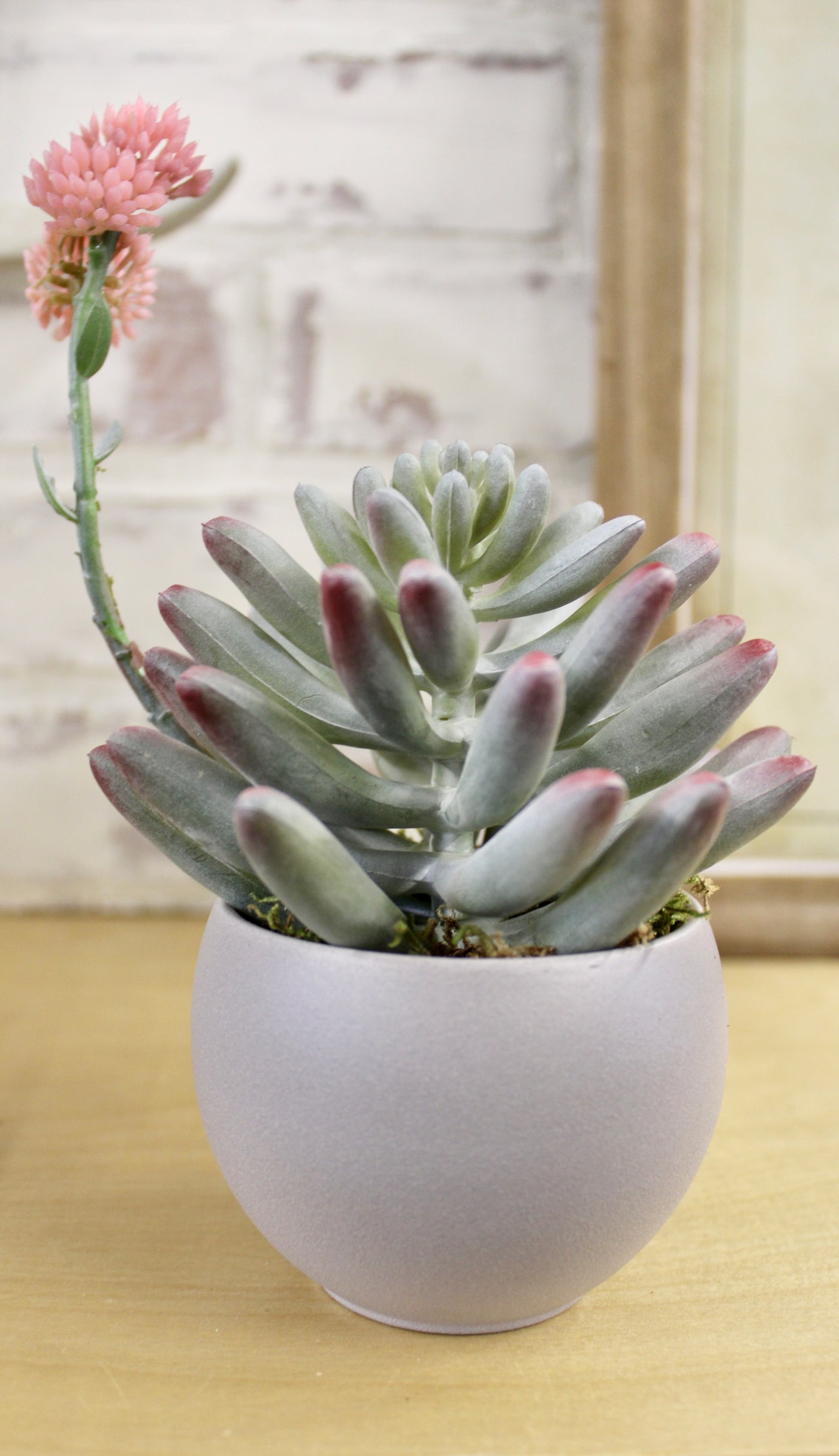 Potted Flowering Rose Succulent