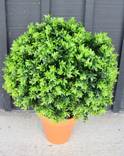 Potted Opal Basil Topiary
