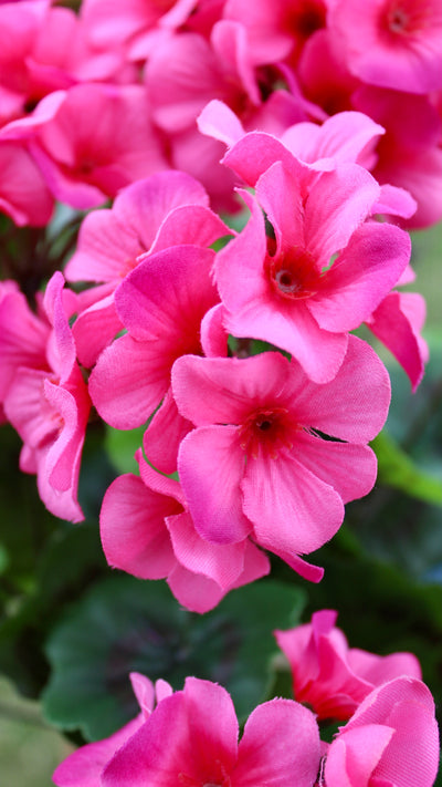 Upright Pink Geraniums